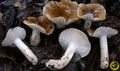 Hygrophorus arbustivus